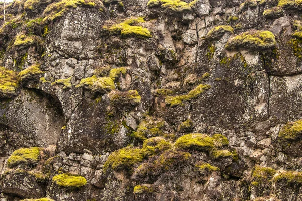 Naturaleza islandesa con musgo verde —  Fotos de Stock