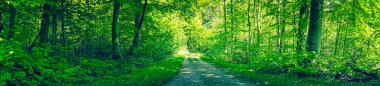 Dirt road in a green forest panorama clipart