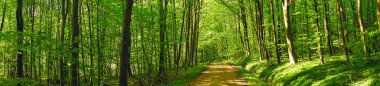 Road in a green forest clipart