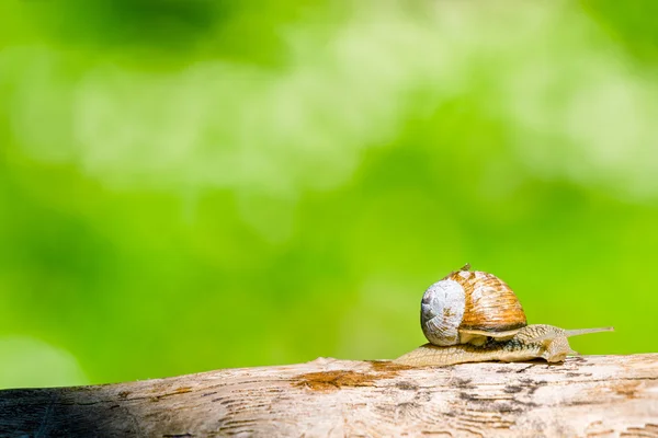 Lumaca in una foresta in primavera — Foto Stock