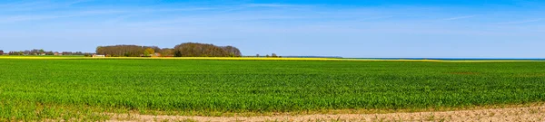 Panorama landskap med raps fält — Stockfoto