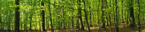 Paisaje del bosque de hayas en panorama — Foto de Stock