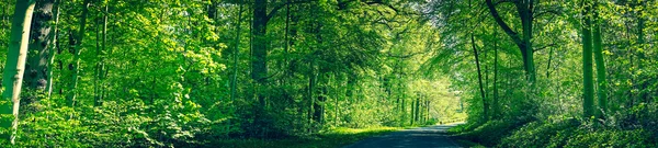 Floresta em cores verdes com uma estrada — Fotografia de Stock