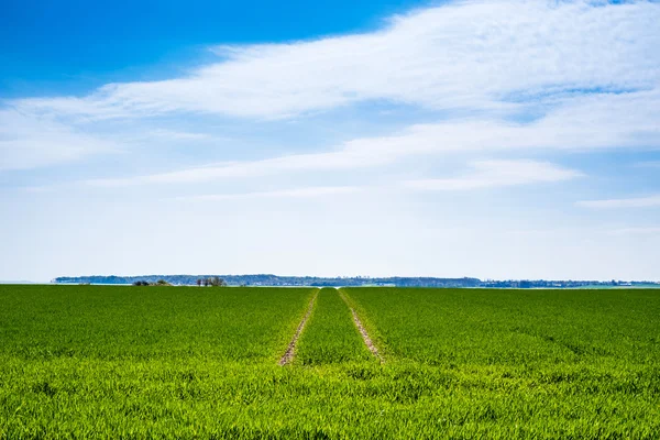 Campo verde con huellas de neumáticos secos — Foto de Stock