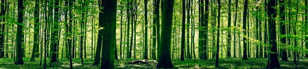 春の牧歌的な森林 — ストック写真