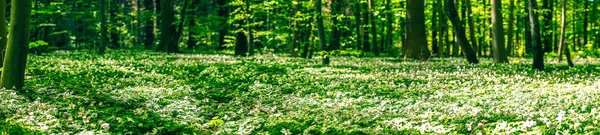 Flores de anémona en el suelo del bosque — Foto de Stock