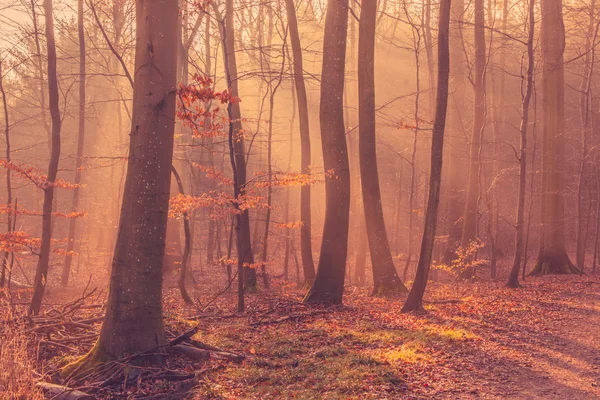 Východ slunce v lese mlha — Stock fotografie