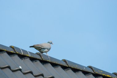 Pigeon on a rooftop in blue sky clipart