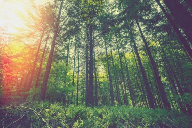 Ormanda güzel bir sabah