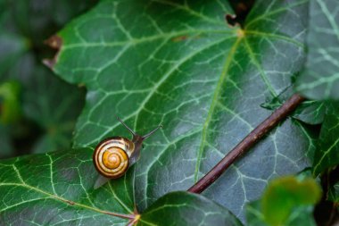 Salyangoz üzerindeki yeşil sarmaşık yaprak