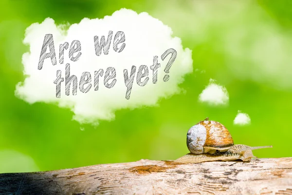Snail thinking are we there yet — Stock Photo, Image