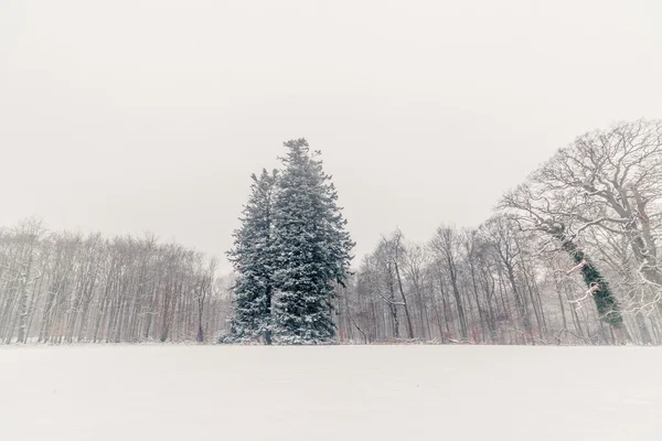 Große, schneebedeckte Kiefer im Park — Stockfoto