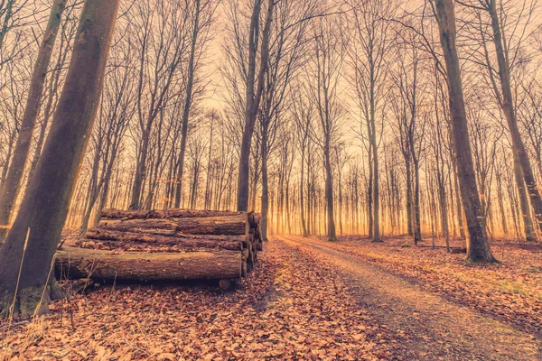 Woodstack i en skog soluppgång — Stockfoto