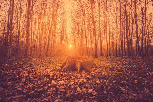 Tronco de árvore em um nascer do sol de floresta — Fotografia de Stock