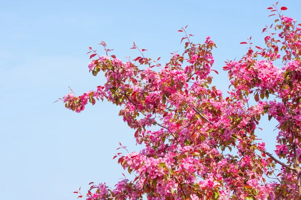 Cherry tree with violet blossoms — Stock Photo, Image