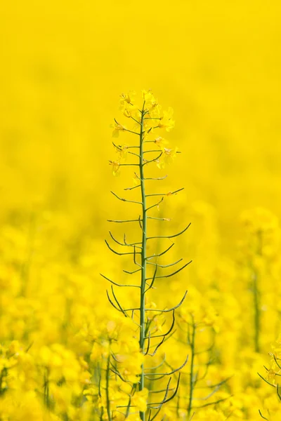 Flor de colza levantándose en un campo —  Fotos de Stock