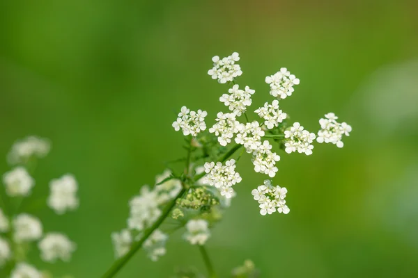 緑の背景に白い野の花 — ストック写真