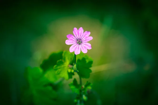 Flor silvestre violeta sobre fondo verde —  Fotos de Stock