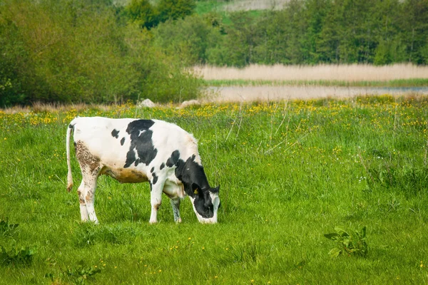 緑の牧草地で牛を放牧し — ストック写真
