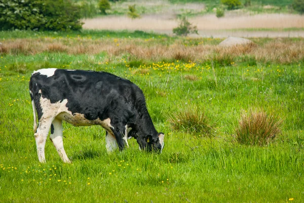 Holstein be inek Danimarka alan — Stok fotoğraf