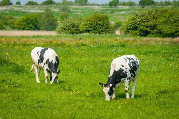 Ganado blanco y negro en un prado verde — Foto de Stock