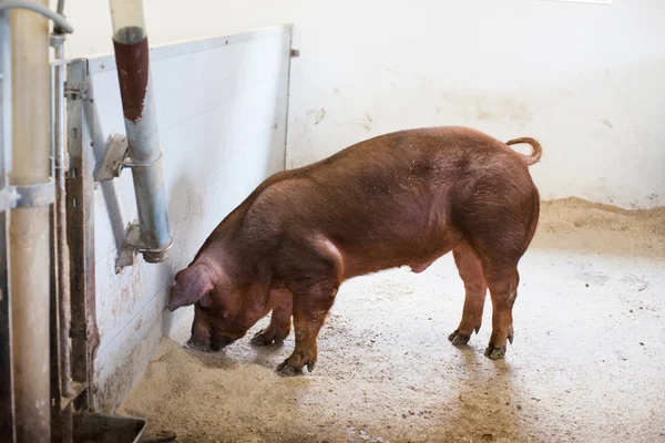 Braune Schweine fressen Getreide — Stockfoto