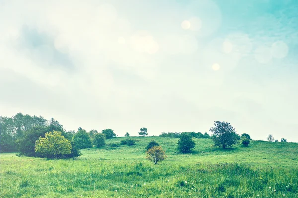 Grüne Wiese im Frühling — Stockfoto