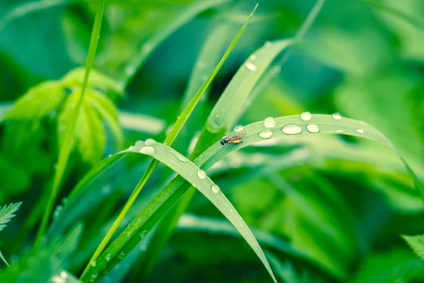 Grass with raindrops in a garden