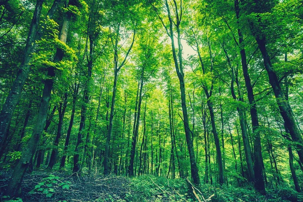 Bosque en colores verdes — Foto de Stock