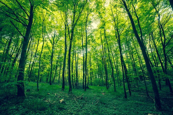 Hermoso bosque en la primavera — Foto de Stock