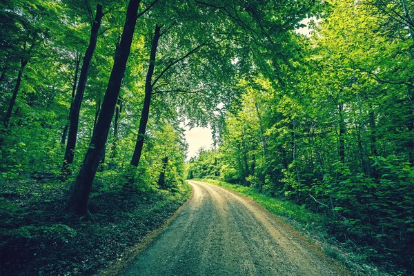 Yeşil bir orman yoluyla geçen yol