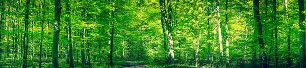 Panorama del bosque verde en primavera — Foto de Stock