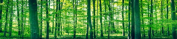 Paisaje panorámico de un bosque de hayas — Foto de Stock
