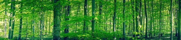 Kayın ormanında bahar