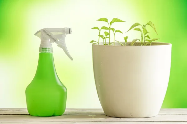 Plantas verdes con una lata de spray — Foto de Stock