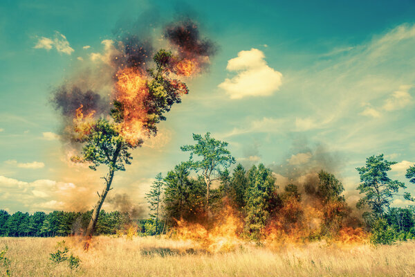 Tree on fire on a dry field