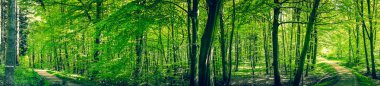 Yeşil orman panoramada yollar