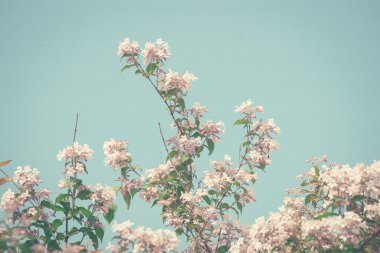 Retro renkleri kiraz ağacı