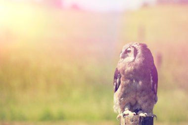 Ahşap bir oturum açma kendi