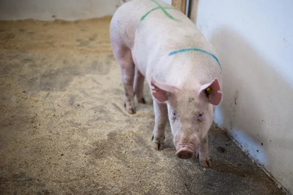 Cerdo parado en un establo — Foto de Stock