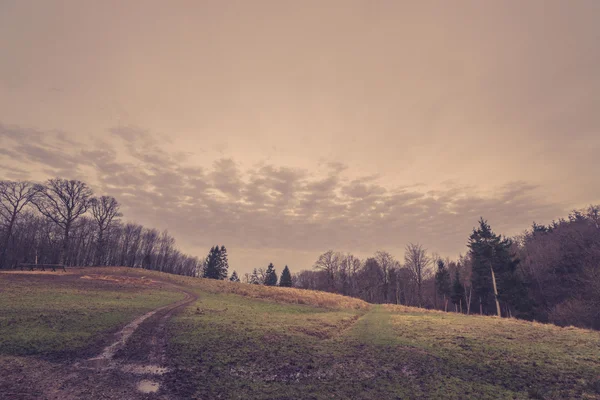 Vägen på ett fält av en skog — Stockfoto