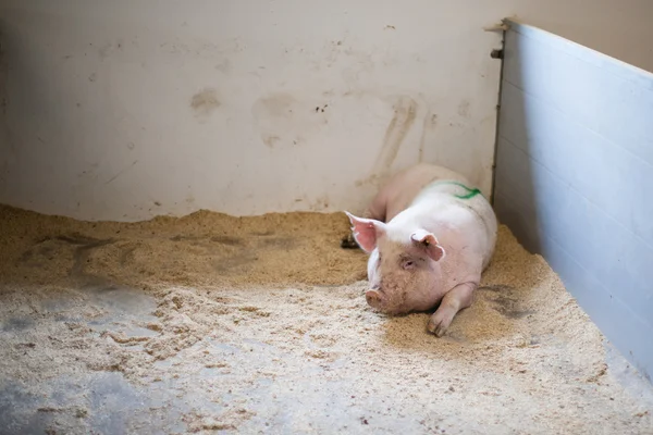 Großes Schwein im Stall — Stockfoto