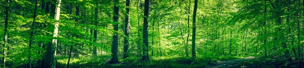 Bosque en la primavera —  Fotos de Stock