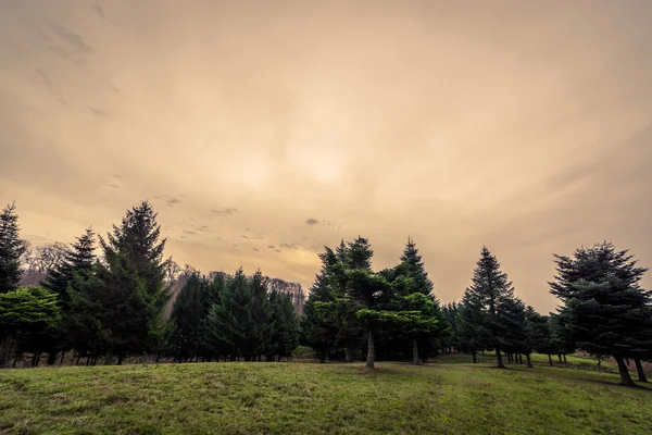 松树在秋天的黎明 — 图库照片