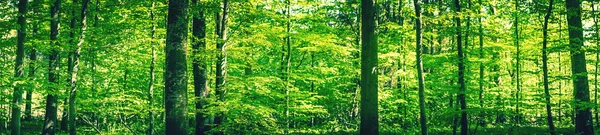 Buchenwald in einer panoramischen Landschaft — Stockfoto