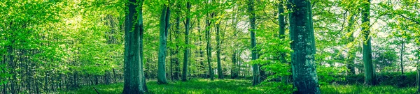 Hojas verdes en los árboles en la primavera — Foto de Stock