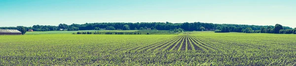 Agricultural field with crops on a row