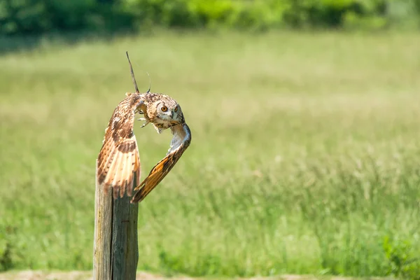 フクロウ離陸 — ストック写真