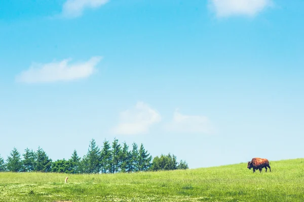 Büffel auf einer grünen Wiese — Stockfoto