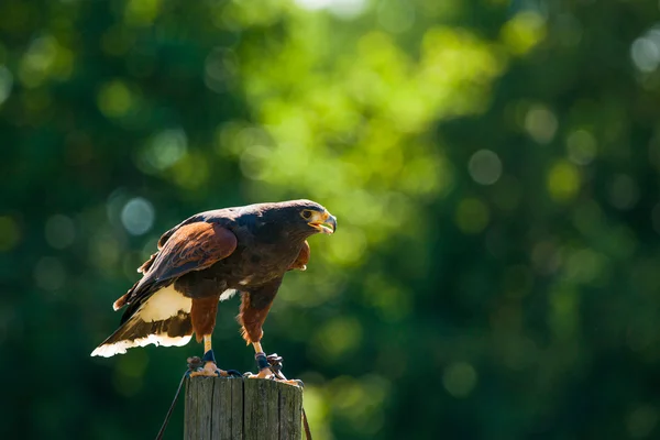 Aquila steppa su un palo di legno — Foto Stock